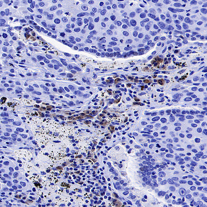 CD137 Recombinant Rabbit mAb (S-1726-175)