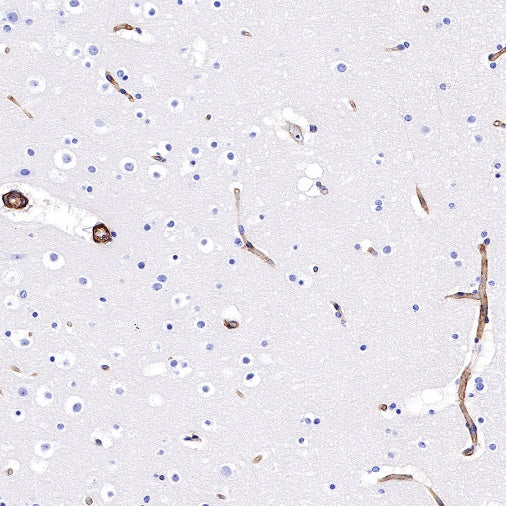 CD239 Recombinant Rabbit mAb (S-683-3)