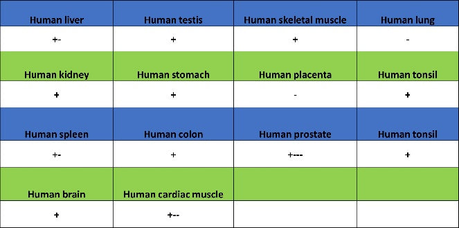 GABARAP Recombinant Rabbit mAb (S-2372-47)
