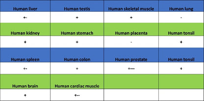 GABARAP Recombinant Rabbit mAb (S-2372-47)