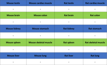 Cytokeratin 1 Recombinant Rabbit mAb (SDT-3225-22)