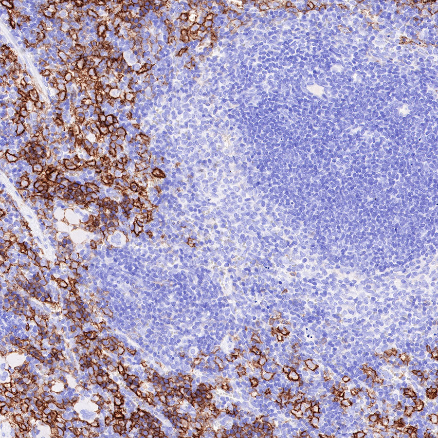 S-RMab® CD16a Recombinant Rabbit mAb,PBS Only (SDT-366-45)