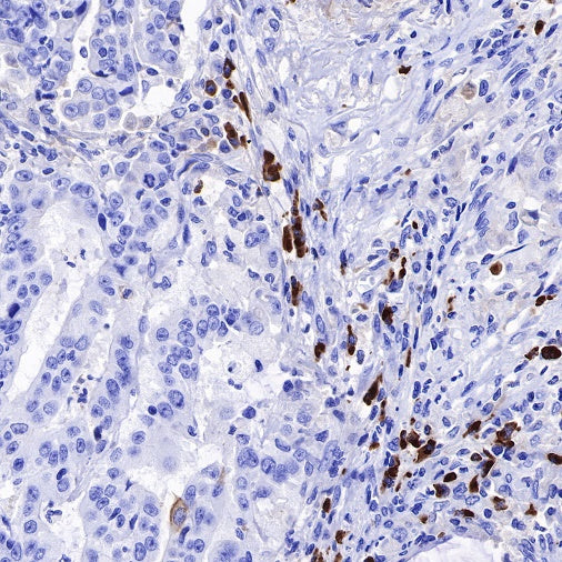 Human IgG1 F(c) Mouse mAb (S-448-1)