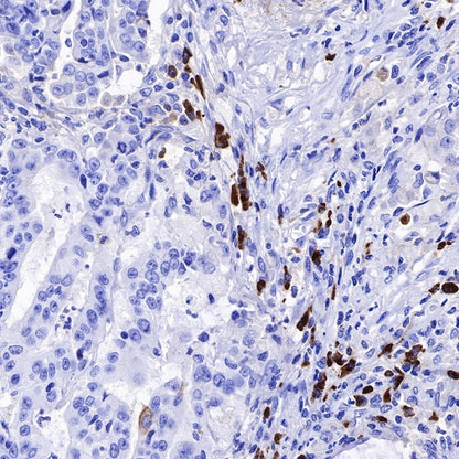 Human IgG1 F(c) Mouse mAb (S-448-1)