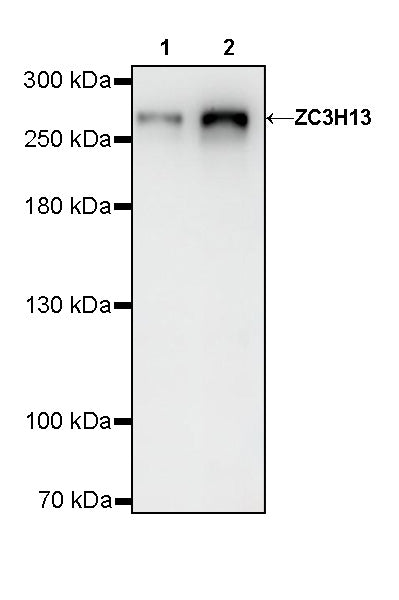 ZC3H13 Recombinant Rabbit mAb (S-5530)