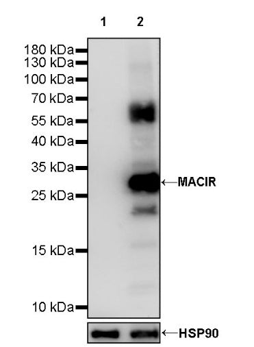 MACIR Rabbit Polyclonal Antibody