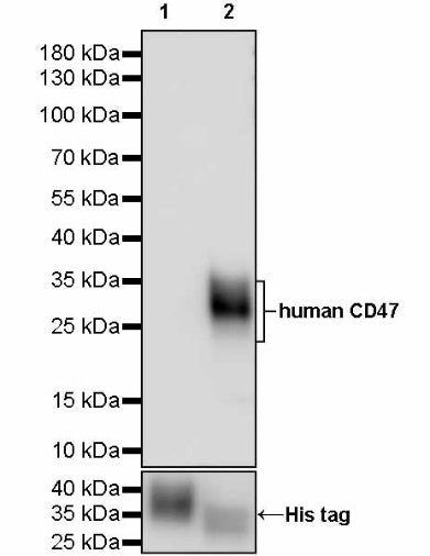 Invivo anti-human CD47 Recombinant mAb
