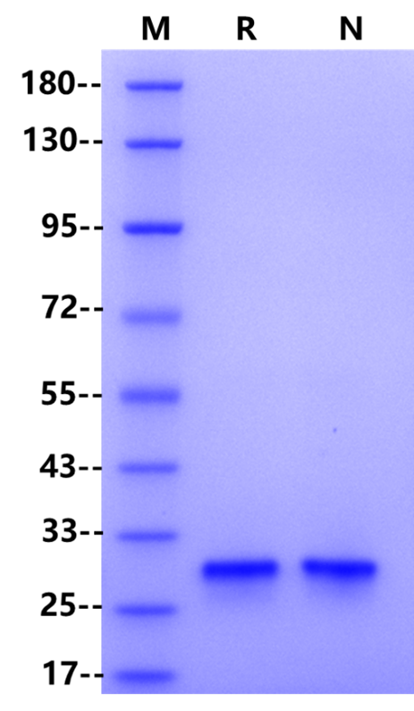 Recombinant Tobacco Etch Virus Protease (rTEV)
