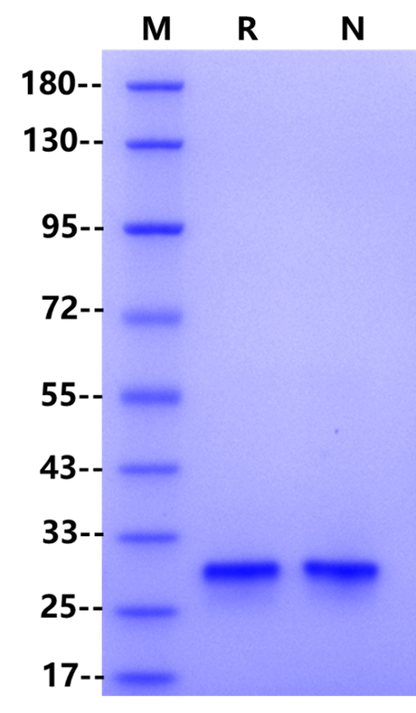 Recombinant Tobacco Etch Virus Protease (rTEV)