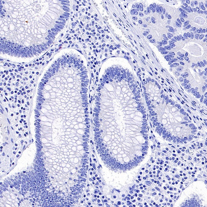 GATA3 Recombinant Mouse mAb (SDT-3180)