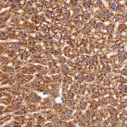 Cyclophilin B Recombinant Rabbit mAb (S-1543-63)