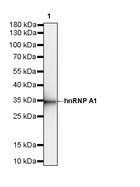 hnRNP A1 Recombinant Rabbit mAb