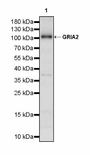 GRIA2 Rabbit Polyclonal Antibody