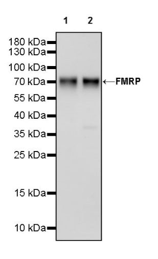 FMRP Recombinant Rabbit mAb (S-1671-1)