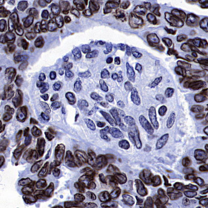 Lamin B1 Recombinant Mouse mAb (S-4865)