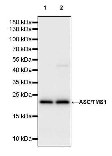 ASC/TMS1 Rabbit Polyclonal Antibody