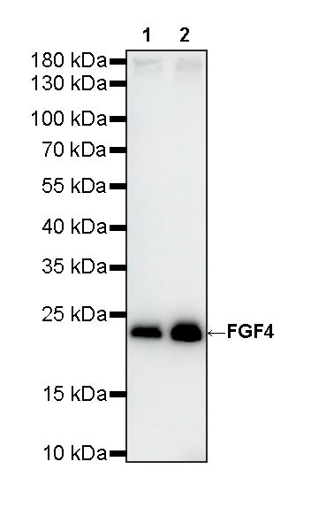 FGF4 Recombinant Rabbit mAb (S-4691-74)