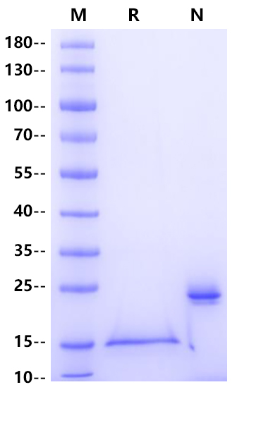 GDF-15/MIC-1 His Tag Protein, Cynomolgus