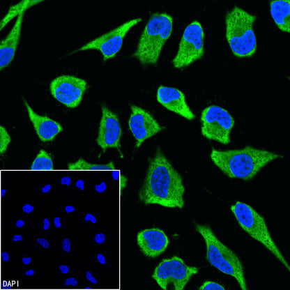 GAPDH Recombinant Mouse mAb (Alexa Fluor® 488 Conjugate) (S-4721)