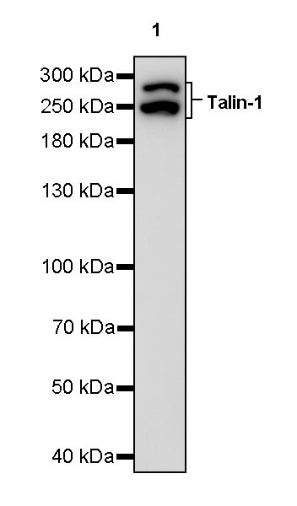Talin-1 Recombinant Rabbit mAb (S-1483-25)