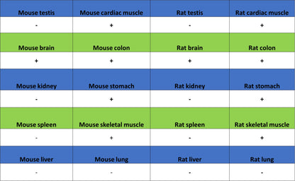PITX2 Recombinant Rabbit mAb (S-4009-54)
