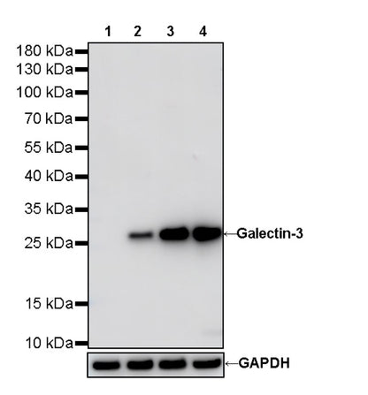 Galectin-3 Recombinant Rabbit mAb (SDT-370-111)