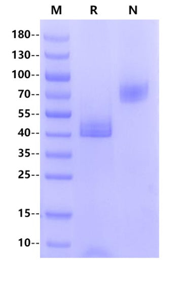 CD3E&CD3G Heterodimer, Fc Tag&Fc Tag Protein, Human