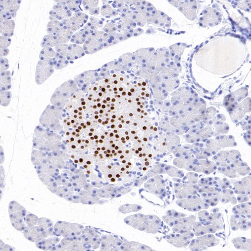 MAFA Recombinant Rabbit mAb,PBS Only (SDT-2040-6)