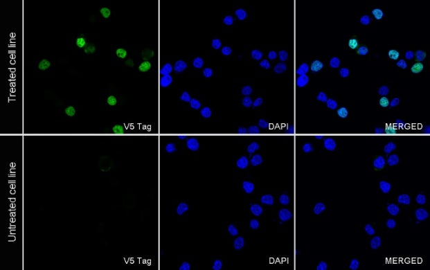 V5 Tag Mouse mAb (Alexa Fluor® 488 Conjugate) (S-610-66)