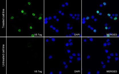 V5 Tag Mouse mAb (Alexa Fluor® 488 Conjugate) (S-610-66)