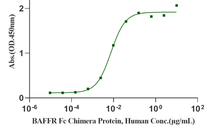 BAFF Protein, Human