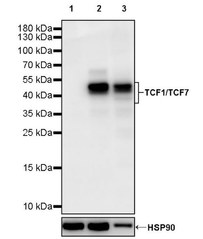 TCF1/TCF7 Recombinant Rabbit mAb (S-3486)
