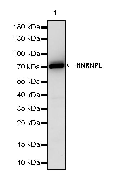 HNRNPL Rabbit Polyclonal Antibody