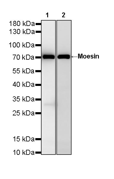 Moesin Rabbit Polyclonal Antibody