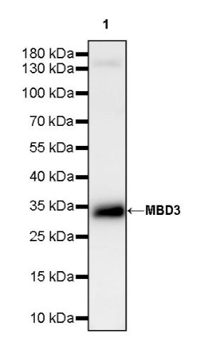 MBD3 Rabbit Polyclonal Antibody