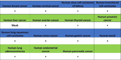RPA70 Recombinant Rabbit mAb (S-1653-9)