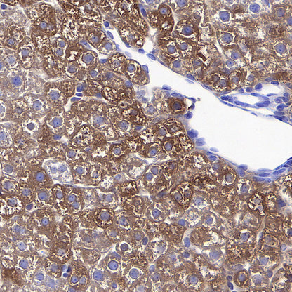 Ferritin Heavy Chain Recombinant Rabbit mAb (S-5419)