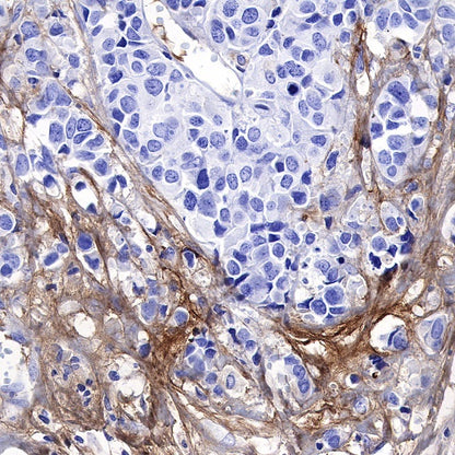 C1q Recombinant Rabbit mAb (S-472-105)
