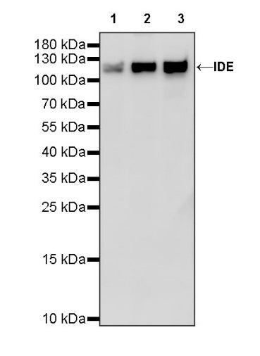 IDE Recombinant Rabbit mAb (S-1051-61)