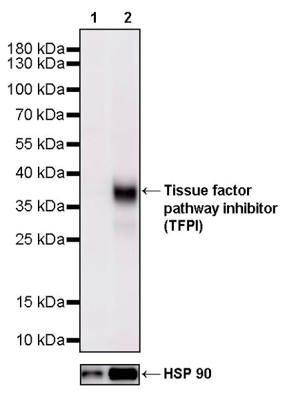 Tissue factor pathway inhibitor (TFPI) Recombinant Rabbit mAb (S-4436-30)