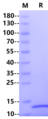 GDF-2/BMP-9 Protein, Mouse