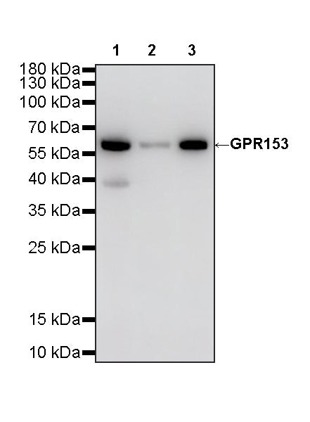 GPR153 Recombinant Rabbit mAb (S-4871-4)
