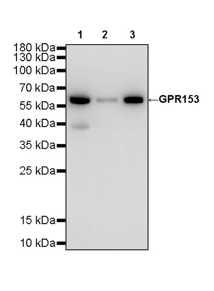 GPR153 Recombinant Rabbit mAb (S-4871-4)