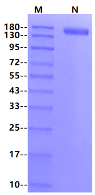 CD27 Ligand/CD70 Fc&His Tag Trimer design Protein, Human