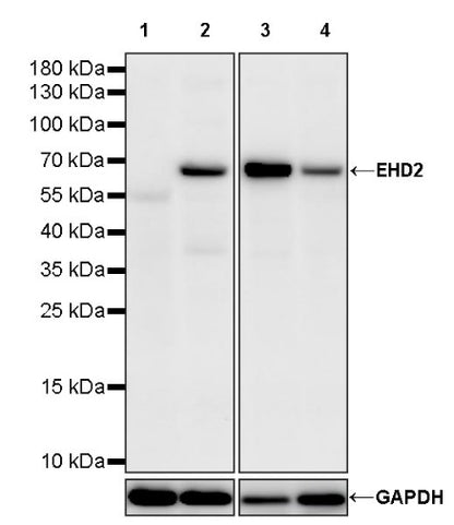 EHD2 Recombinant Rabbit mAb (S-1580-60)