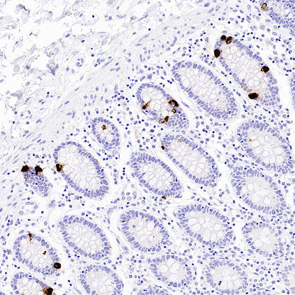 BRN3A Recombinant Rabbit mAb (S-3253-25)