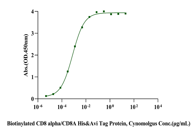 Biotinylated CD8 alpha/CD8A His&Avi Tag Protein, Cynomolgus