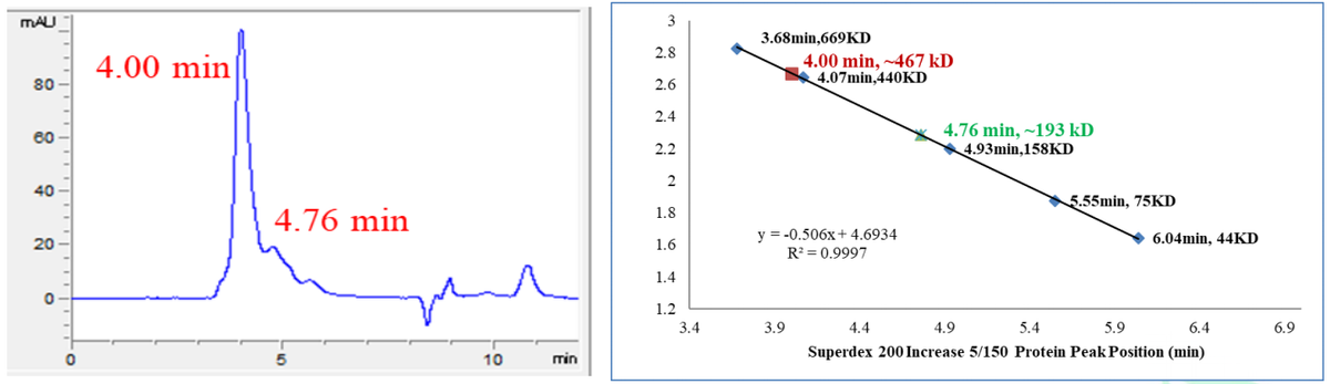 ABL Protein, Human