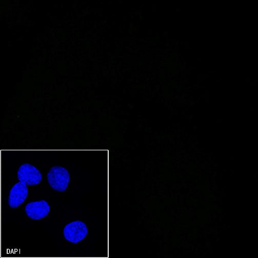 Mouse mAb IgG1, κ Isotype Control (S-844-79)