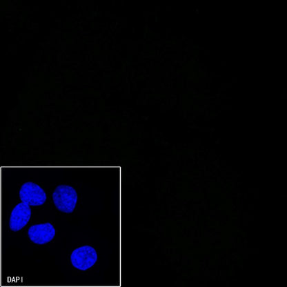 Mouse mAb IgG1, κ Isotype Control (S-844-79)